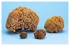 Sponges Sponges